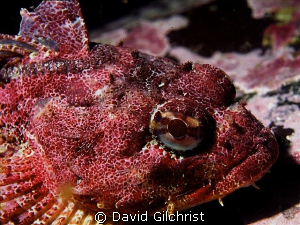 Red Irish Lord, Queen Charlotte Islands, Canada's Pacific... by David Gilchrist 